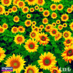 6066 - Flores do Sol - Imagem 2